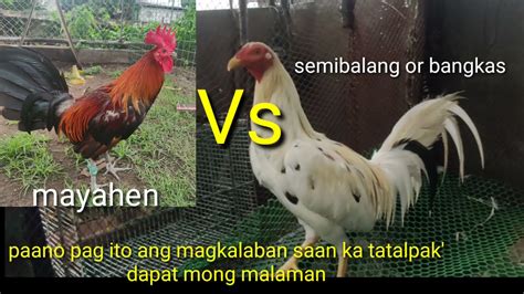 Sabong Tips Paano Mananalo .
